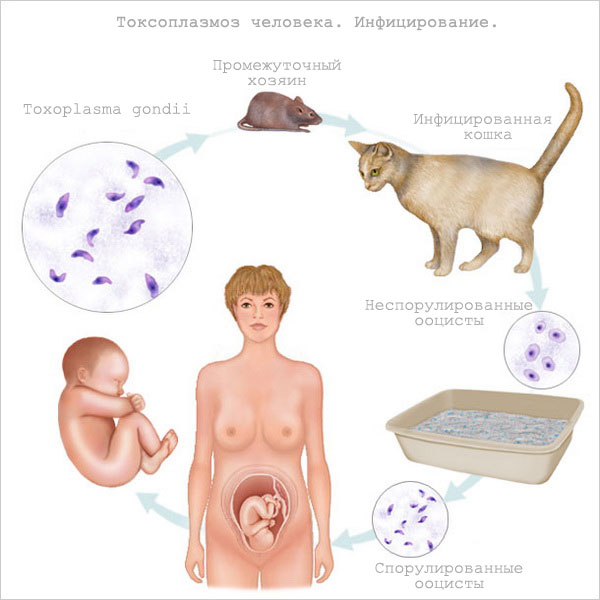 Токсоплазмоз діагностика у людини лабораторна, симптоми і лікування » журнал здоров'я iHealth 